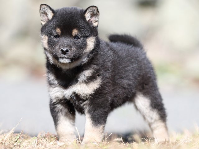FP5A3897-puppy FP5A3897-puppy