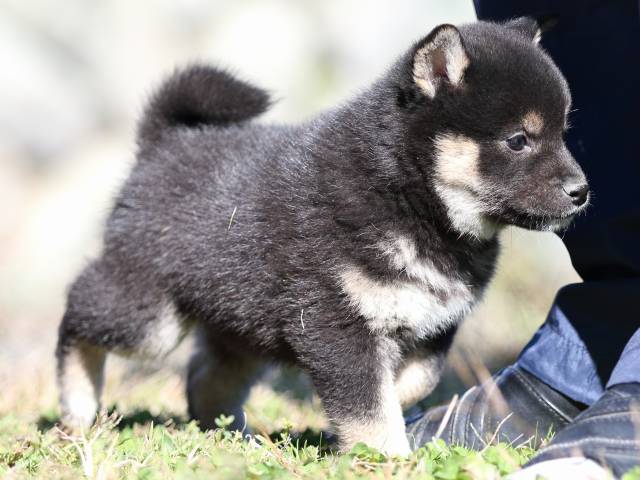 FP5A3908-puppy FP5A3908-puppy