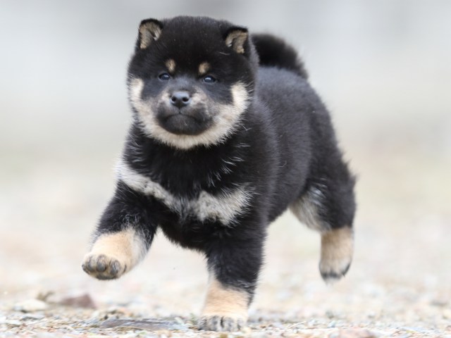 FP5A3939-shibainu-puppy FP5A3939-shibainu-puppy
