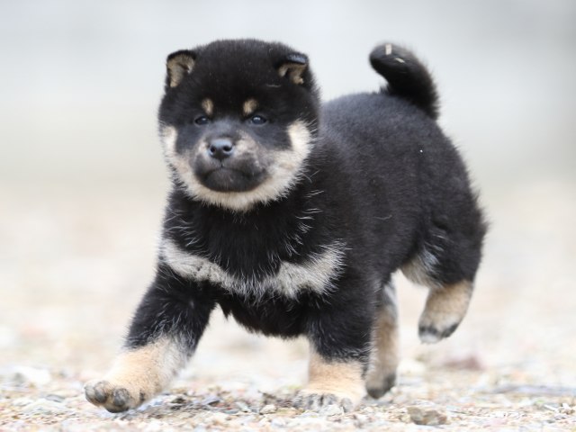 FP5A3942-shibainu-puppy FP5A3942-shibainu-puppy