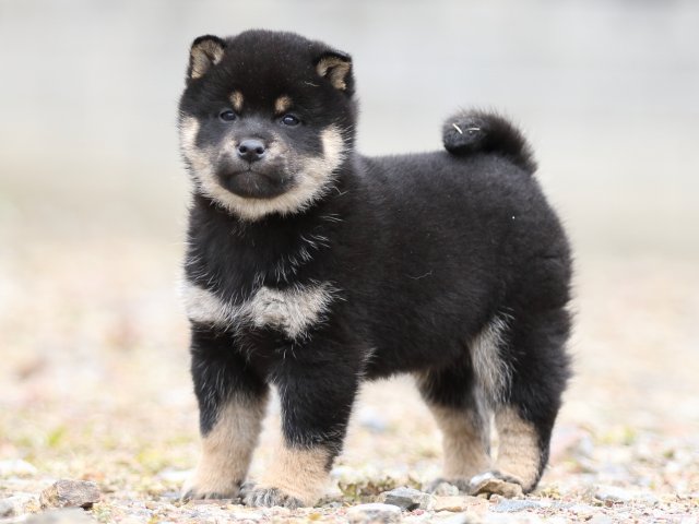 FP5A3957-shibainu-puppy FP5A3957-shibainu-puppy