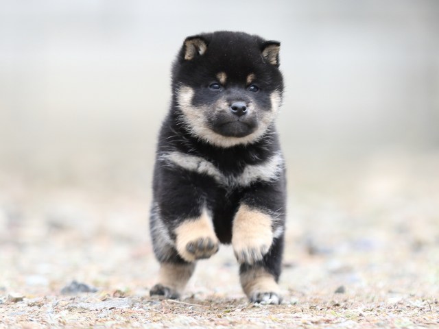 FP5A3988-shibainu-puppy FP5A3988-shibainu-puppy