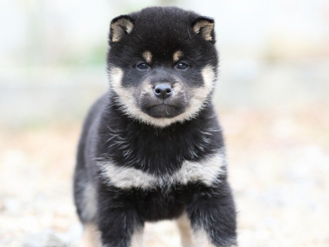 FP5A4031-shibainu-puppy FP5A4031-shibainu-puppy