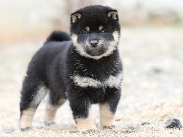 FP5A4061-shibainu-puppy FP5A4061-shibainu-puppy