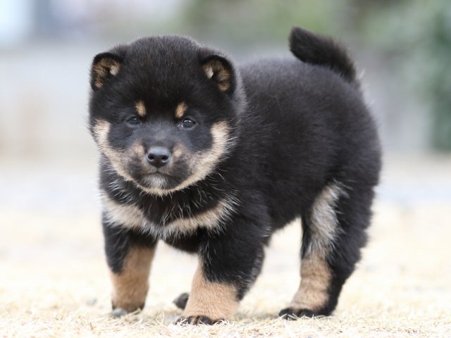 FP5A4083-shibainu-puppy FP5A4083-shibainu-puppy