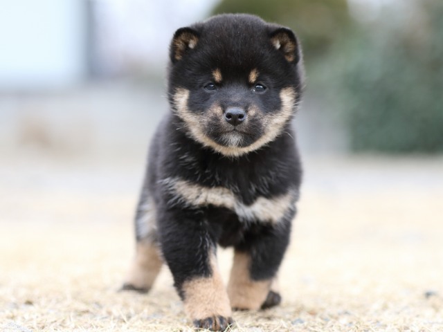 FP5A4088-shibainu-puppy FP5A4088-shibainu-puppy