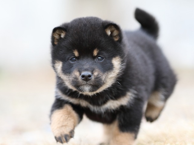 FP5A4098-shibainu-puppy FP5A4098-shibainu-puppy