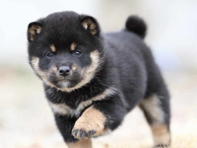 FP5A4100-shibainu-puppy FP5A4100-shibainu-puppy