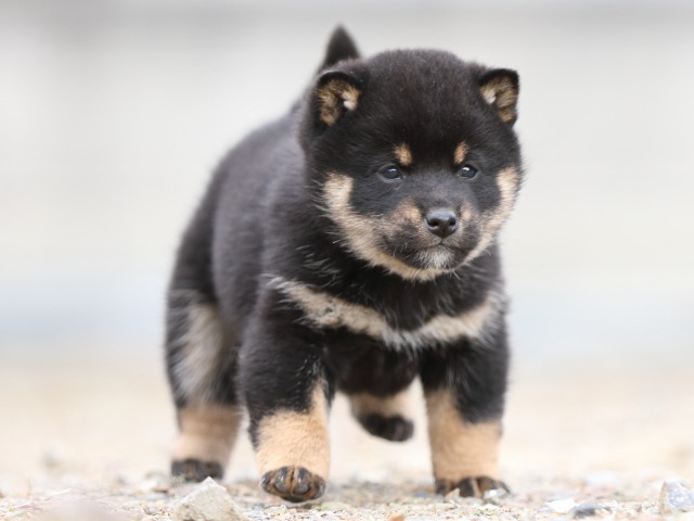 FP5A4115-shibainu-puppy FP5A4115-shibainu-puppy