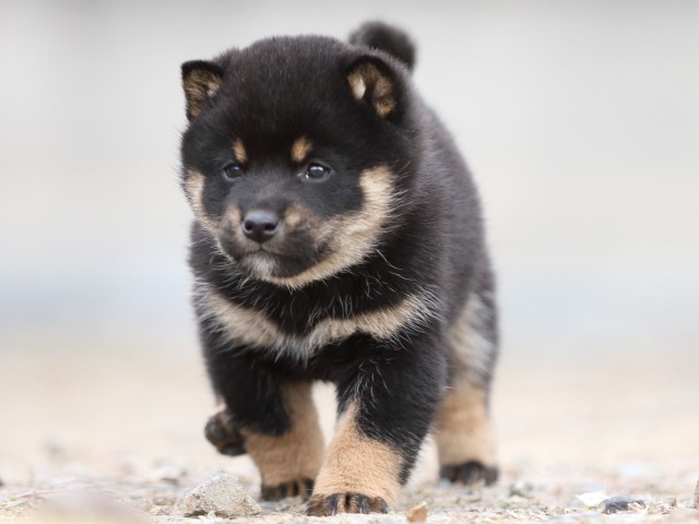 FP5A4118-shibainu-puppy FP5A4118-shibainu-puppy