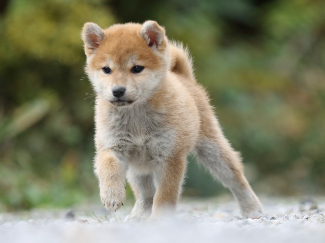 FP5A4835-puppy FP5A4835-puppy