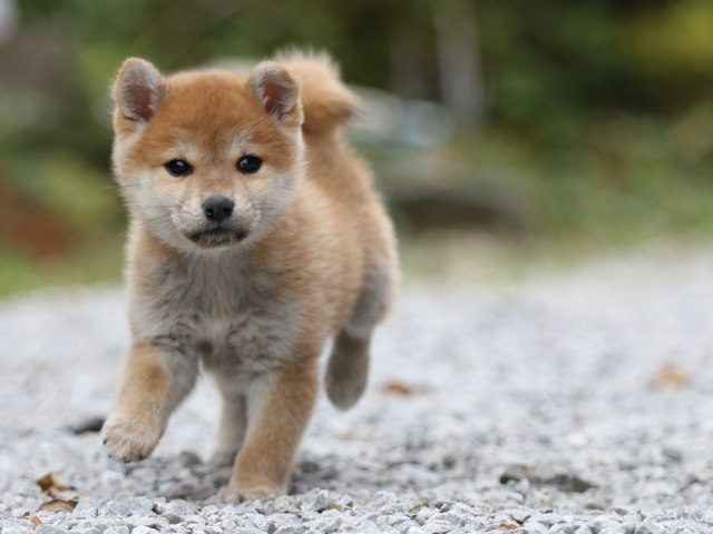 FP5A4927-puppy FP5A4927-puppy