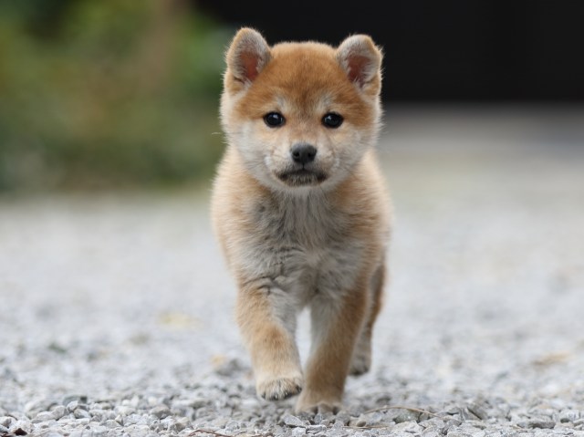 FP5A4948-puppy FP5A4948-puppy