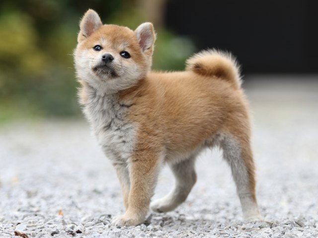 FP5A4962-puppy FP5A4962-puppy