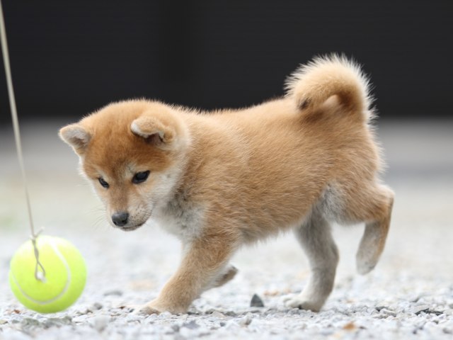 FP5A4970-puppy FP5A4970-puppy