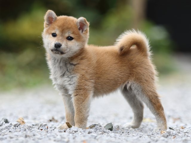 FP5A4994-puppy FP5A4994-puppy