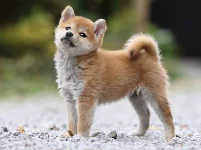 FP5A4999-puppy FP5A4999-puppy