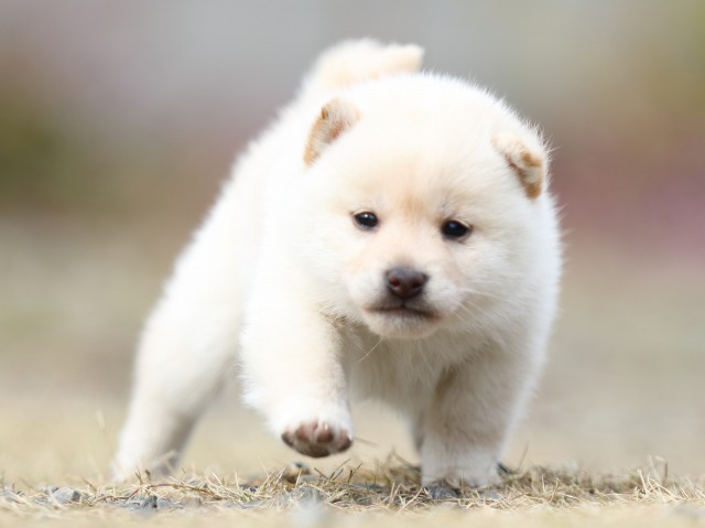 FP5A5040-puppy FP5A5040-puppy