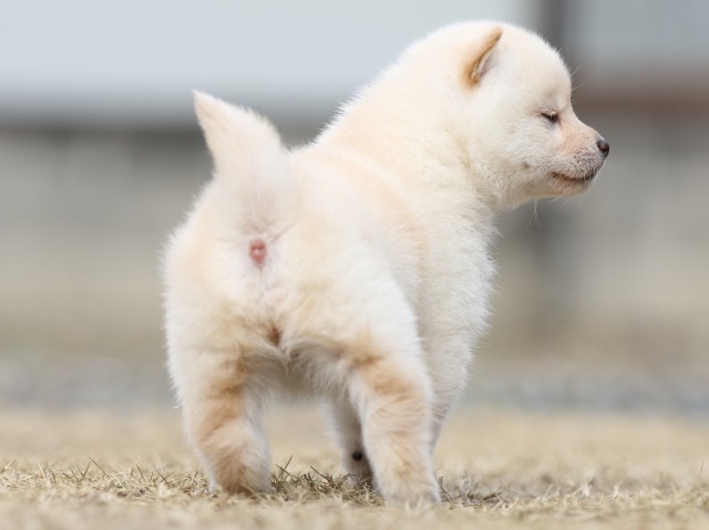 FP5A5079-puppy FP5A5079-puppy