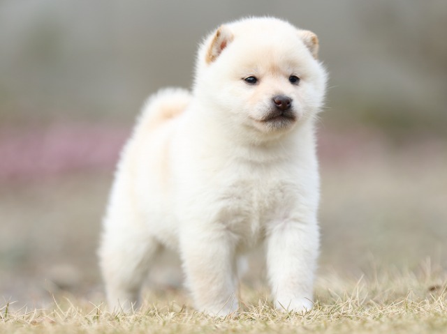 FP5A5092-puppy FP5A5092-puppy
