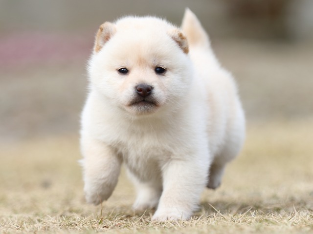 FP5A5161-puppy FP5A5161-puppy