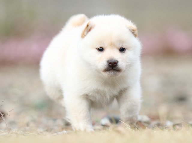 FP5A5176-puppy FP5A5176-puppy