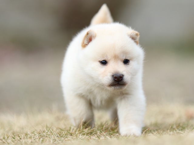 FP5A5188-puppy FP5A5188-puppy