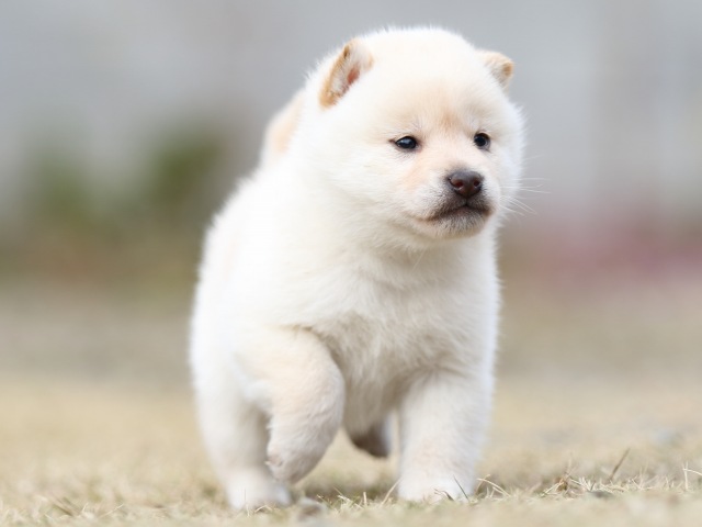FP5A5198-puppy FP5A5198-puppy