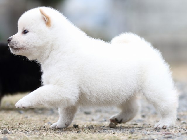 FP5A5377-puppy FP5A5377-puppy