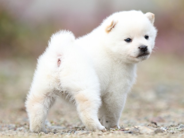 FP5A5389-puppy FP5A5389-puppy