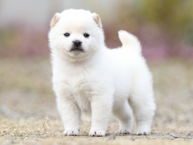 FP5A5394-puppy FP5A5394-puppy