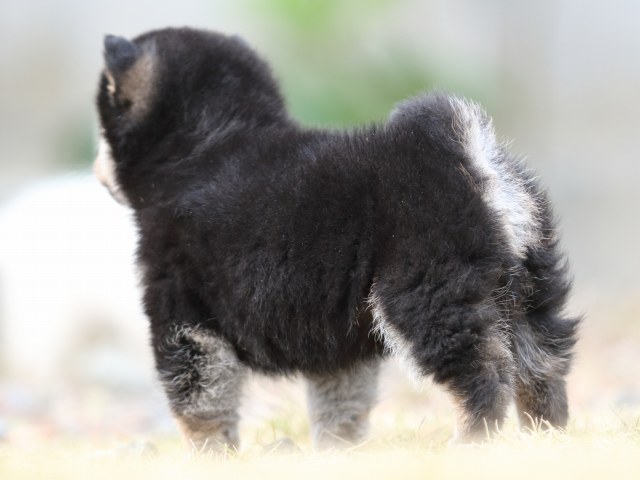 FP5A5433-puppy FP5A5433-puppy