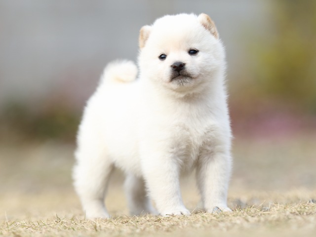 FP5A5518-puppy FP5A5518-puppy