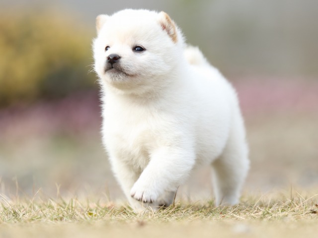 FP5A5534-puppy FP5A5534-puppy