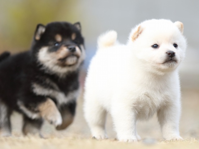 FP5A5553-puppy FP5A5553-puppy