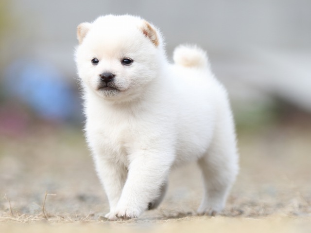 FP5A5594-puppy FP5A5594-puppy