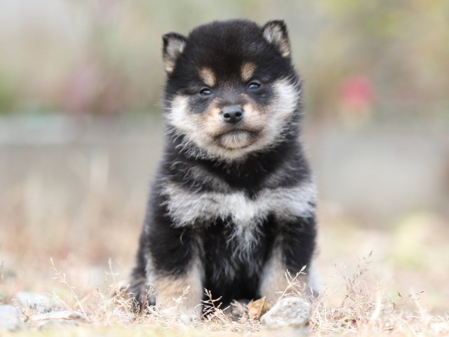 FP5A5656-puppy FP5A5656-puppy