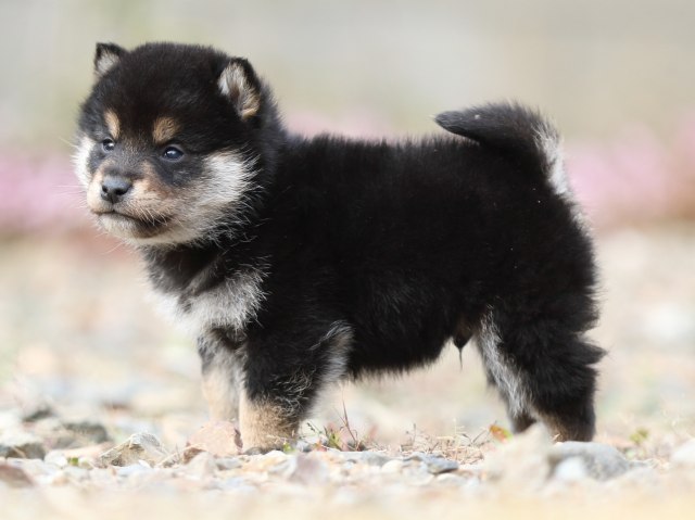 FP5A5677-puppy FP5A5677-puppy