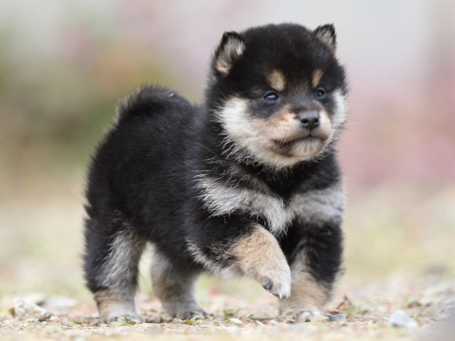 FP5A5687-puppy FP5A5687-puppy