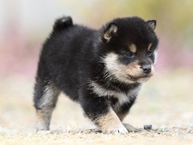 FP5A5692-puppy FP5A5692-puppy