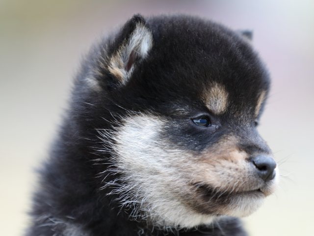 FP5A5719-puppy FP5A5719-puppy