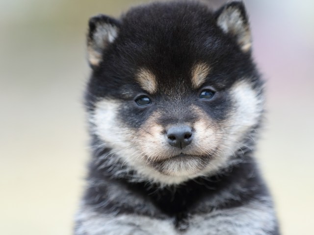 FP5A5721-puppy FP5A5721-puppy