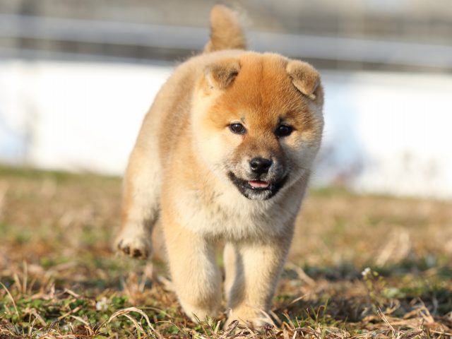 FP5A6090-shibainu-puppy FP5A6090-shibainu-puppy