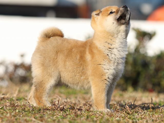 FP5A6126-shibainu-puppy FP5A6126-shibainu-puppy
