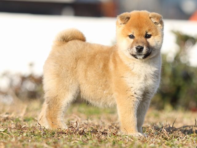 FP5A6133-shibainu-puppy FP5A6133-shibainu-puppy
