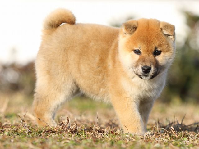 FP5A6137-shibainu-puppy FP5A6137-shibainu-puppy