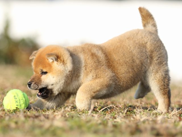 FP5A6183-shibainu-puppy FP5A6183-shibainu-puppy