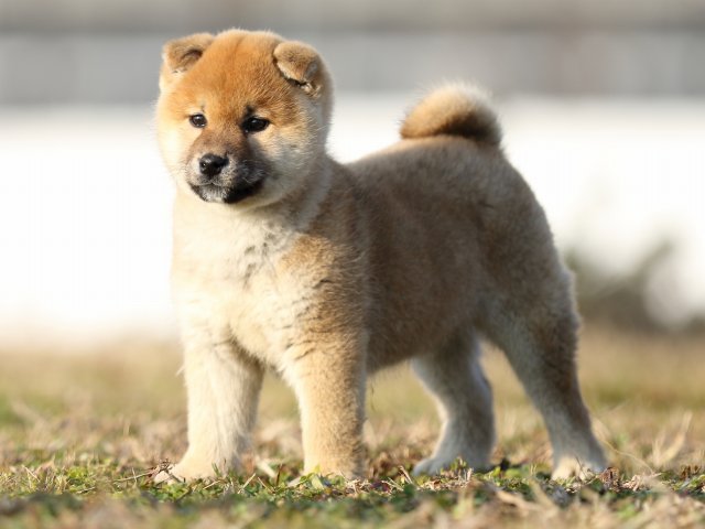 FP5A6261-shibainu-puppy FP5A6261-shibainu-puppy