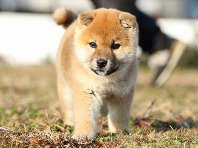 FP5A6324-shibainu-puppy FP5A6324-shibainu-puppy