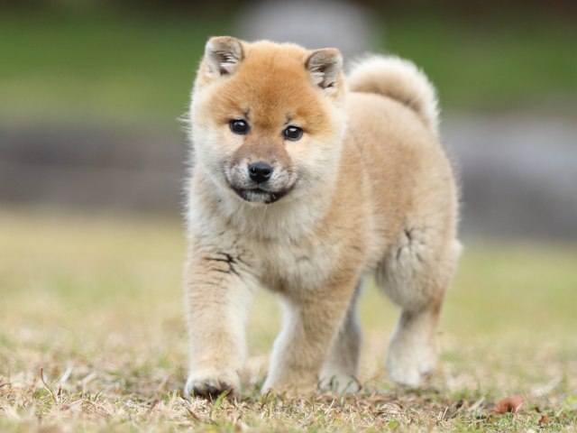 FP5A6440-shibainu-puppy FP5A6440-shibainu-puppy